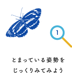 とまっている姿勢をじっくりみてみよう