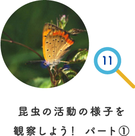 昆虫の活動の様子を観察しよう！ パート①