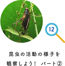 昆虫の活動の様子を観察しよう！ パート②