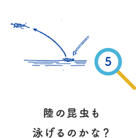 陸の昆虫も泳げるのかな？