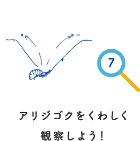 アリジゴクをくわしく観察しよう！