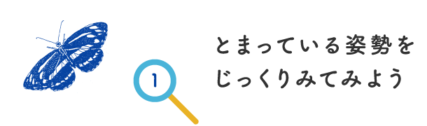 とまっている姿勢をじっくりみてみよう