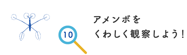 アメンボをくわしく観察しよう！