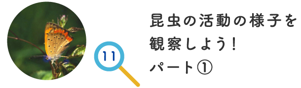 昆虫の活動の様子を観察しよう！ パート①