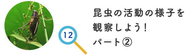 昆虫の活動の様子を観察しよう！ パート②