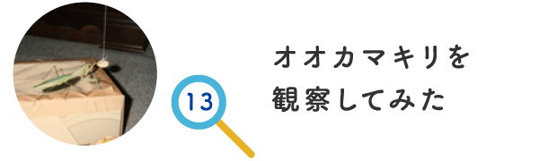 オオカマキリを観察してみた