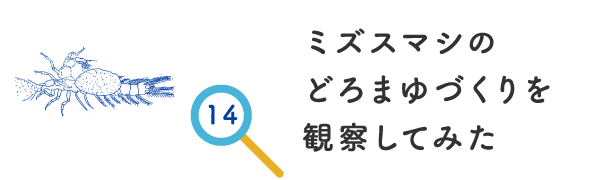 ミズスマシのどろまゆづくりを観察してみた