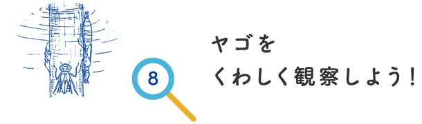 ヤゴをくわしく観察しよう！