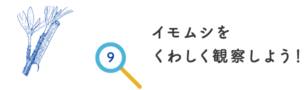 イモムシをくわしく観察しよう！