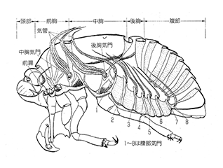 その6 昆虫はどこで息をするのかな 昆虫を観察しよう 自由研究のヒント 自然科学観察コンクール シゼコン