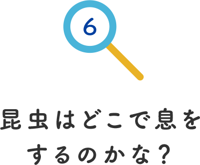 その6.昆虫はどこで息をするのかな？