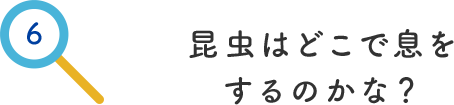 その6.昆虫はどこで息をするのかな？