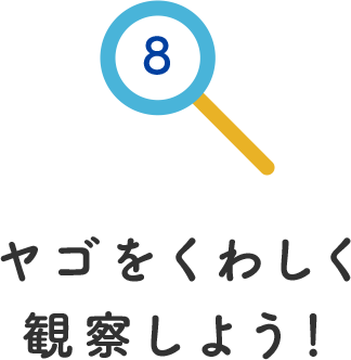 その8.ヤゴを詳しく観察しよう!