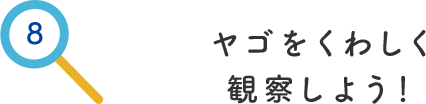 その8.ヤゴをくわしく観察しよう!