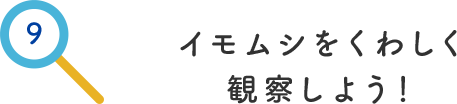 その9.イモムシをくわしく観察しよう！