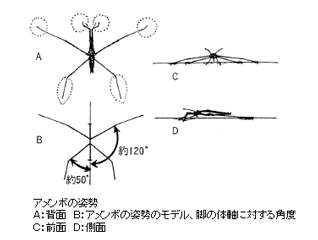 その10 アメンボをくわしく観察しよう 昆虫を観察しよう 自由研究のヒント 自然科学観察コンクール シゼコン