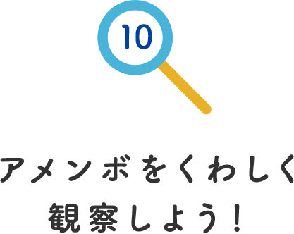 その10.アメンボをくわしく観察しよう！