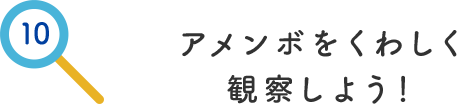 その10.アメンボをくわしく観察しよう！