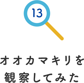 その13.オオカマキリの観察してみた