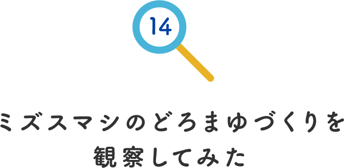 その14.ミズスマシのどろまゆづくりを観察してみた