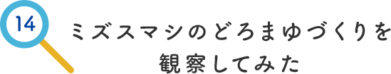 その14.ミズスマシのどろまゆづくりを観察してみた