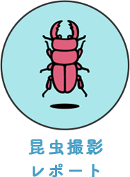 昆虫撮影レポート