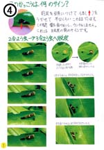 揚羽大図鑑 小学校の部 2等賞 入賞作品 自由研究 自然科学観察コンクール シゼコン