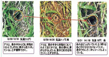 台風11号におけるアリの巣穴の様子1