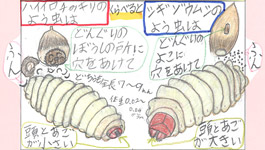 シギゾウムシとくらべてわかった ハイイロチョッキリ７つのなぞ 小学校の部 文部科学大臣賞 入賞作品 自由研究 自然科学観察コンクール シゼコン