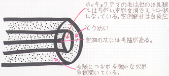 ホッキョクグマの毛