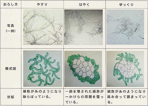 野菜の検索結果 入賞作品 自由研究 自然科学観察コンクール シゼコン