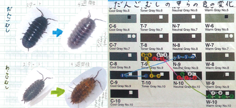 だんごむしとわらじむしってふたごかな パート どうしたの 甲らの色白と土の色黒 小学校の部 継続研究奨励賞 入賞作品 自由研究 自然科学観察コンクール シゼコン