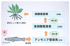 ドジョウ飼育と水耕栽培 ドジョウも野菜も美味しい 中学校の部 文部科学大臣賞 入賞作品 自由研究 自然科学観察コンクール シゼコン