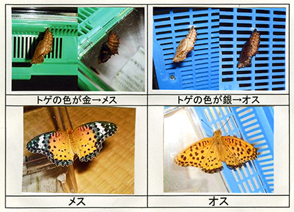 ツマグロヒョウモンの研究 成虫のふしぎ 中学校の部 文部科学大臣賞 入賞作品 自由研究 自然科学観察コンクール シゼコン