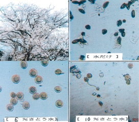 花粉の研究 小学校の部 オリンパス特別賞 入賞作品 自由研究 自然科学観察コンクール シゼコン