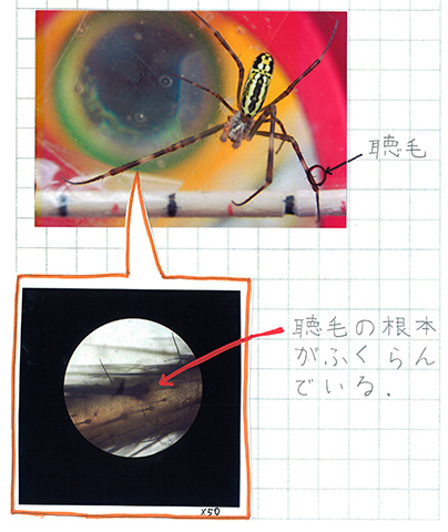 ジョロウグモはなぜ多い ジョロウグモの生きる秘密 小学校の部 文部科学大臣賞 入賞作品 自由研究 自然科学観察コンクール シゼコン