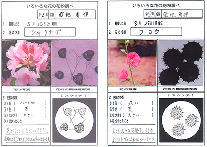 顕微鏡下の世界 植物花粉の観察と花粉発芽の研究 中学校の部 オリンパス特別賞 入賞作品 自由研究 自然科学観察コンクール シゼコン