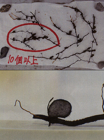 スギナの研究 つくしの生える条件 中学校の部 文部科学大臣賞 入賞作品 自由研究 自然科学観察コンクール シゼコン