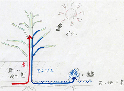 スギナの研究 つくしの生える条件 中学校の部 文部科学大臣賞 入賞作品 自由研究 自然科学観察コンクール シゼコン