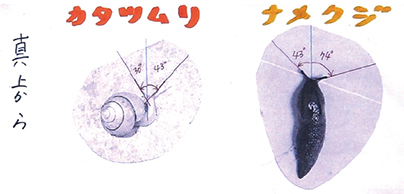 なめくじさん おうちはすてたの パート カタツムリとナメクジのしょっ角のふしぎ 小学校の部 1等賞 入賞作品 自由研究 自然科学観察コンクール シゼコン