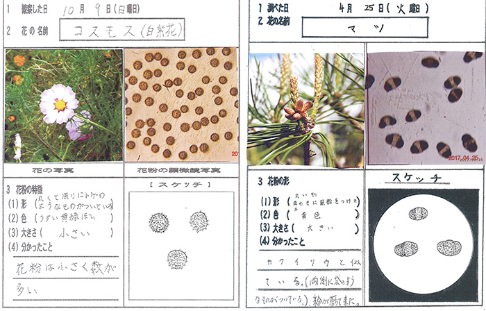 花粉の研究 花粉の観察と発芽の研究 中学校の部 オリンパス特別賞 入賞作品 自由研究 自然科学観察コンクール シゼコン