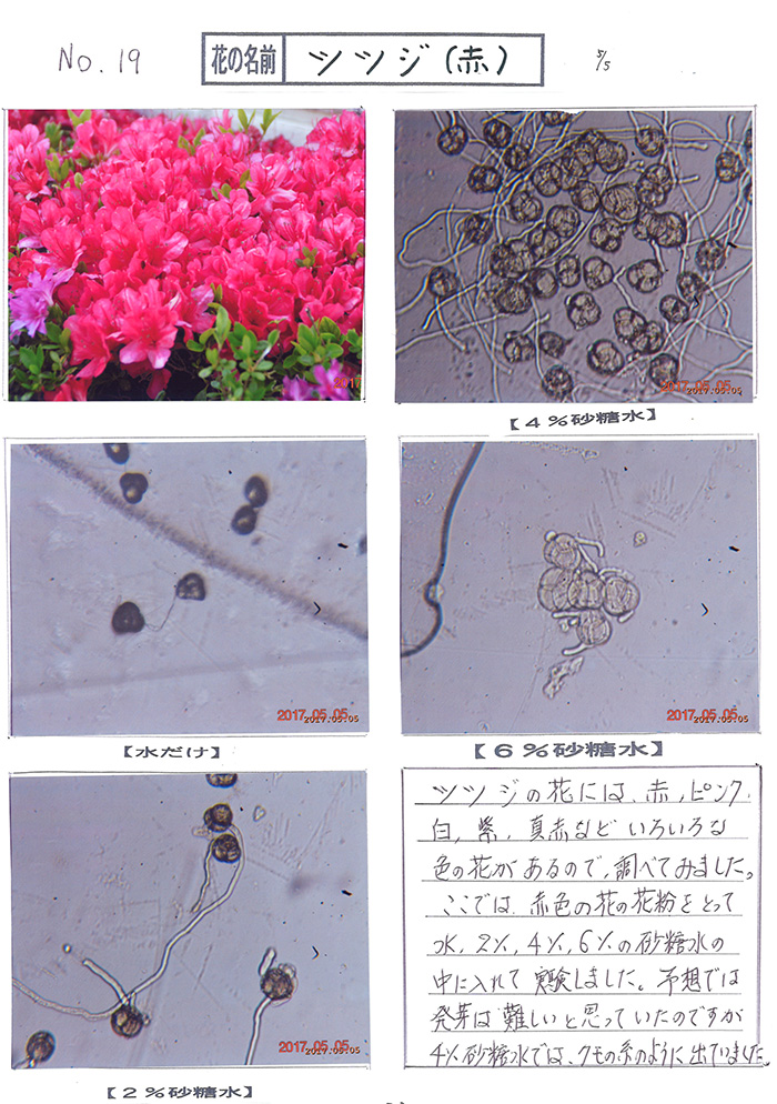 花粉の研究 花粉の観察と発芽の研究 中学校の部 オリンパス特別賞 入賞作品 自由研究 自然科学観察コンクール シゼコン