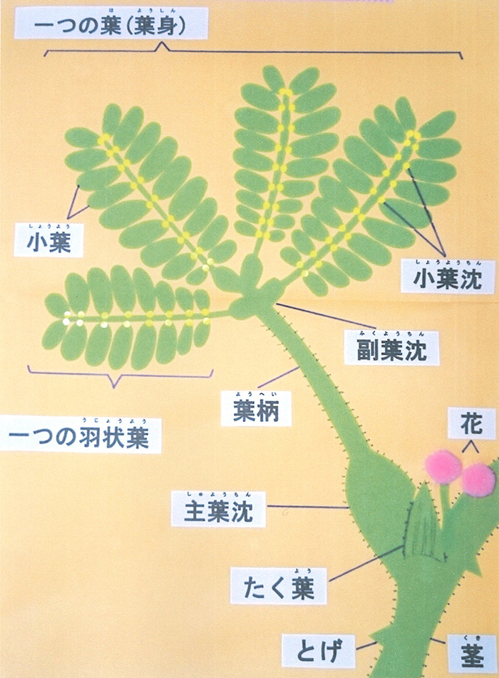 葉の検索結果 入賞作品 自由研究 自然科学観察コンクール シゼコン