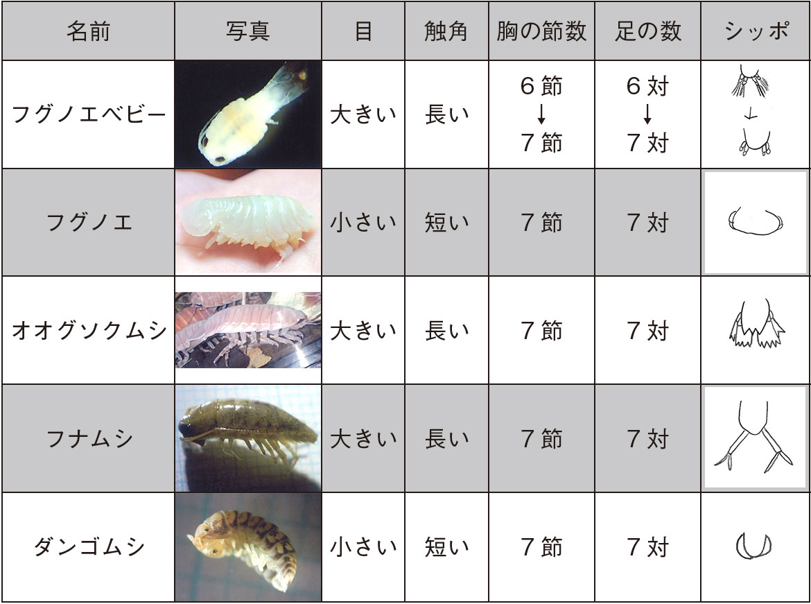 うみそらハリセンボンのかんさつ 寄生虫フグノエについて 小学校の部 文部科学大臣賞 入賞作品 自由研究 自然科学観察コンクール シゼコン