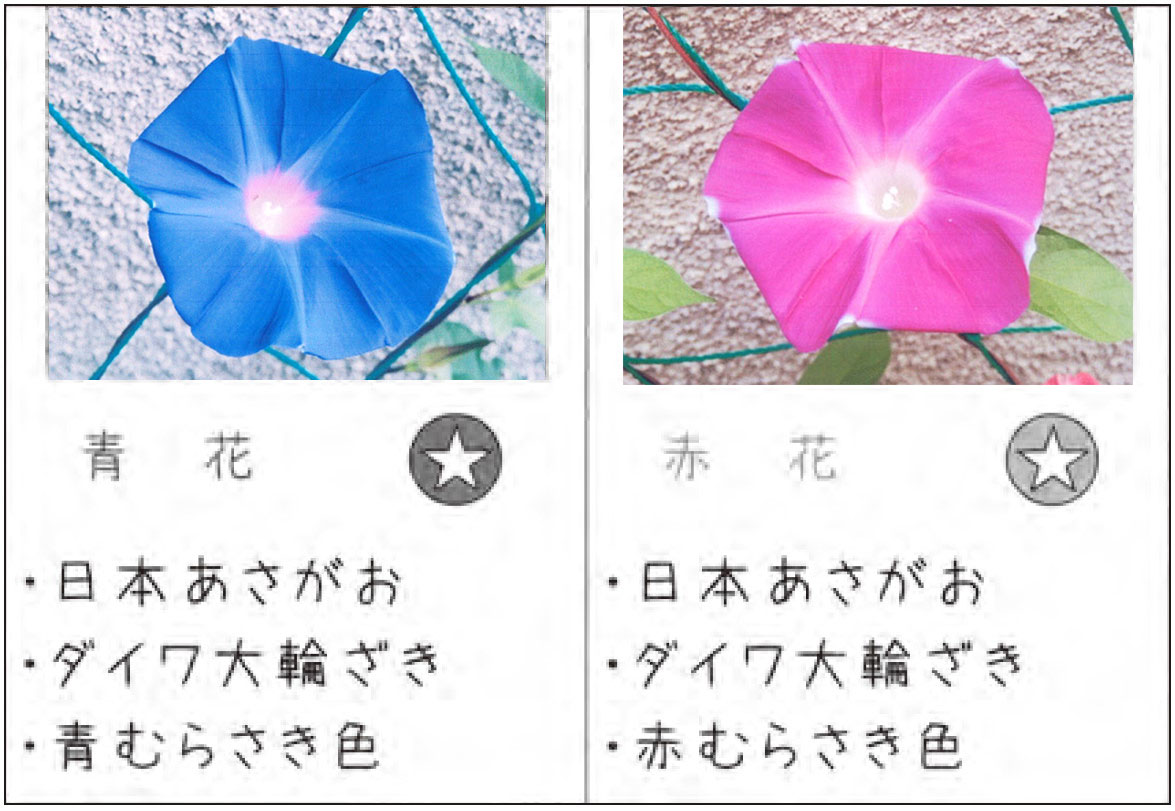 朝顔の検索結果 入賞作品 自由研究 自然科学観察コンクール シゼコン