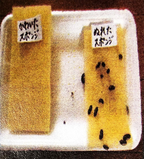 ダンゴムシの生態を探る 中学校の部 文部科学大臣賞 入賞作品 自由研究 自然科学観察コンクール シゼコン