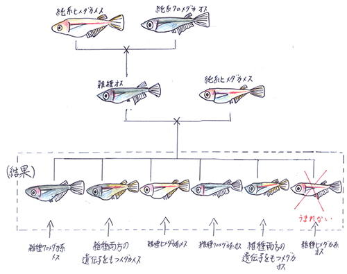 写真 特徴 収入 メダカ の 自由 研究 まとめ 方 Ocp Ps Jp