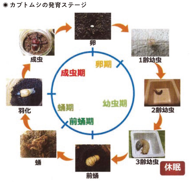 カブトムシの発育ステージ