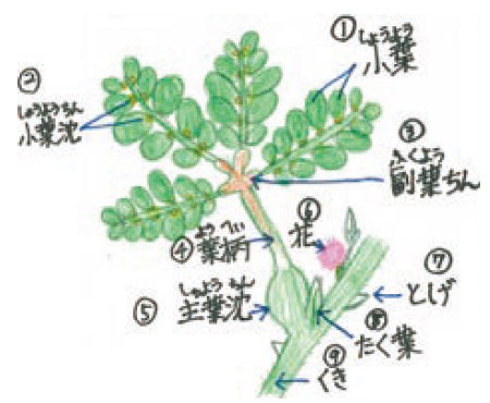 葉の検索結果 入賞作品 自由研究 自然科学観察コンクール シゼコン